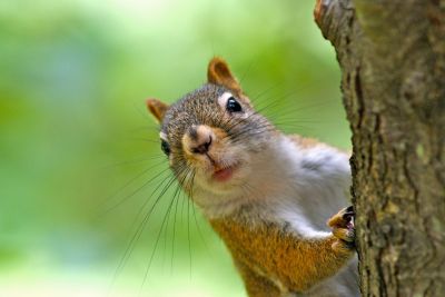 Squirrel Removal