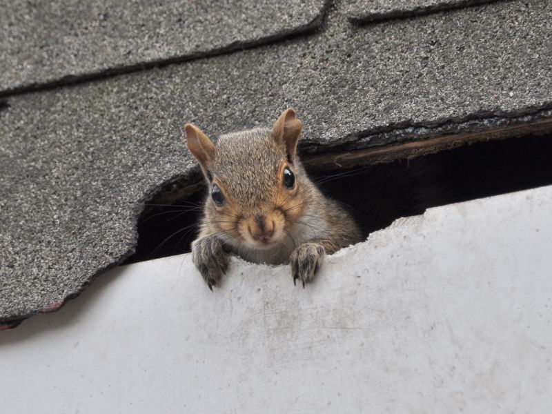 How Squirrels Enter Roof Vents And Destroy Attic Insulation