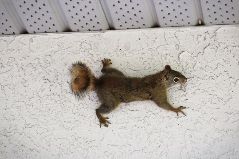 How Squirrels Enter Roof Vents And Destroy Attic Insulation