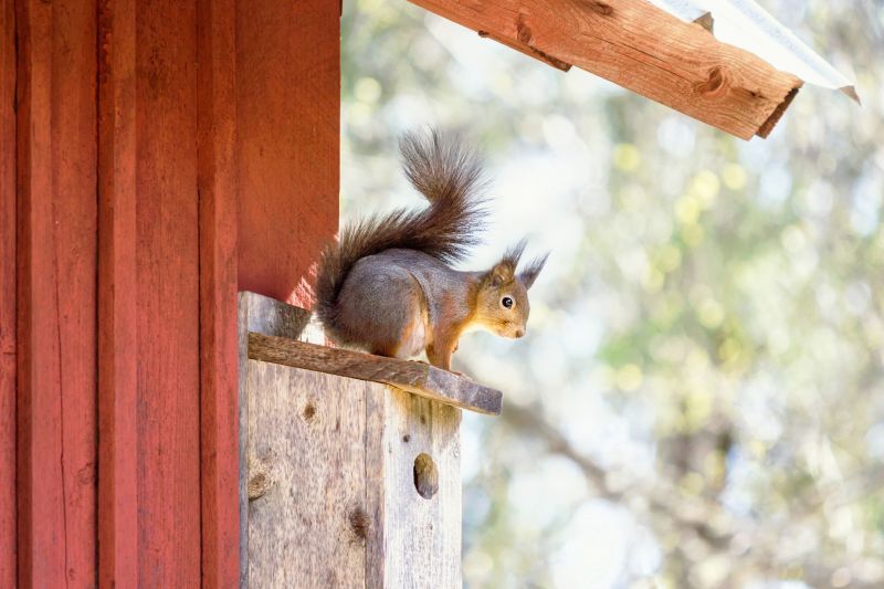 How Squirrels Enter Roof Vents And Destroy Attic Insulation