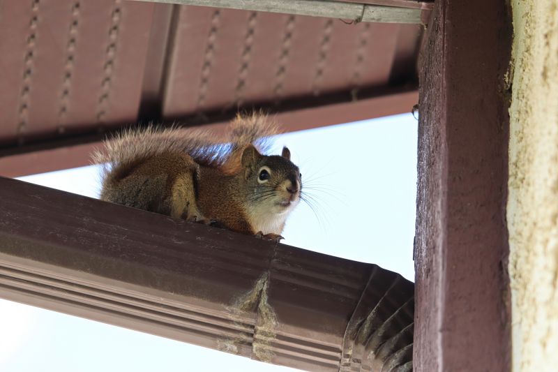Remove Squirrels Chewing Wires In Your Home
